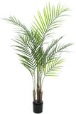 EUROPALMS Areca 125cm