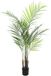 EUROPALMS Areca 125cm