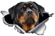 Merkloos Reflecterende Rottweiler Autosticker 22 cm