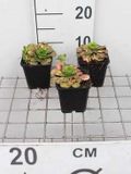 GRDplanten Groendecor Tuinarchitectuur 6x Steenbreek - Saxifraga urbium 'Variegata' | 9x9 cm pot