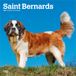 Saint Bernards - Bernhardiner 2027 - 16-Monatskalender: Original BrownTrout-Kalender [Mehrsprachig] [Kalender]