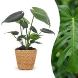 Green boutiQ Monstera Deliciosa Gatenplant - 1 Plant - Pot 12cm - Hoogte 30cm