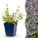 Green boutiQ Nepeta rac. Grog Kattenkruid Blauw