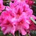Arborix Rhododendron 'Cosmopolitan' - 60-80 cm in pot