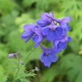 Arborix Delphinium 6 x Delphinium 'Bellamosum' - Ridderspoor Pot 9x9cm - Hemelsblauwe Spire