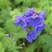 Arborix Delphinium 6 x Delphinium 'Bellamosum' - Ridderspoor Pot 9x9cm - Hemelsblauwe Spire