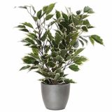 Mica Decorations Ficus kunstplant - groen/wit - 40 cm - met plantenpot - zilver - keramiek - D13.5 en H12.5 cm
