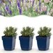 Green boutiQ Lavandula Tricolour - Lavendel - 24 Planten - Pot 11cm