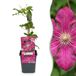Green boutiQ Clematis Ville de Lyon - Bosrank - Rood - Klimplant - Ø9cm - 35cm