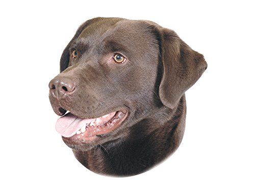 Nobby Sticker Labrador bruin geel 12 x 3,5 cm
