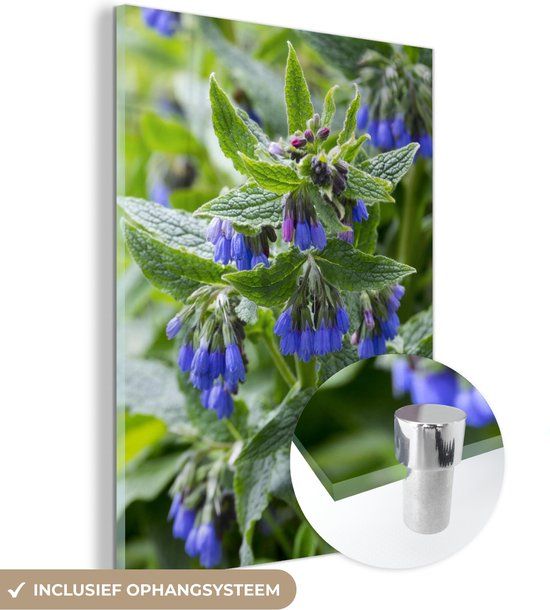 MuchoWow® Glass Painting 90x120 cm - Acrylic Glass Painting - Dark Blue Comfrey Flowers in Nature - Photo on Glass - Paintings