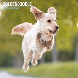 Magnet & Steel Goldendoodle Wandkalender 2025