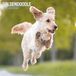Magnet & Steel Goldendoodle Wandkalender 2025