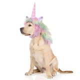 Onmygogo Grappige Reideer Huisdierkostuums voor Hond, Leuke Harige Huisdier Pruik voor Halloween Kerstmis, Huisdier Kleding Accessoires (Uni-Corn, Maat M)