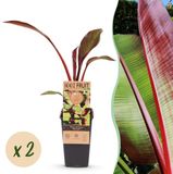 Plantenboetiek.nl | Musa ensete Maurelli - Bananenboom - Winterhard - Rood-Groen - 2 Planten - Ø15cm - 40-50cm hoog - Tuinplant