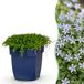 Green boutiQ Vasteplant Isotoma fluviatilis Sterrenbloem Rotsplanten Licht Blauw 12 Planten Pot 11cm Hoogte 15-25cm