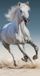 Max-Fashion Kft. Serviette pour cheval - 100% Coton - Serviette de plage pour cheval - 140 x 70 cm.