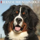 Willow Creek Press, Just Berese Mountain Dogs Calendrier mural 2027