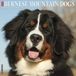 Willow Creek Press, Just Berese Mountain Dogs Calendrier mural 2027