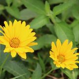 6x Coreopsis hybrida 'Creme Brullee' Pot 9x9cm - Plante à floraison jaune pour le jardin