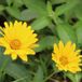 6x Coreopsis hybrida 'Creme Brullee' Pot 9x9cm - Plante à floraison jaune pour le jardin