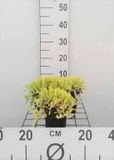 GRDplanten Groendecor Tuinarchitectuur 6x Sedum acre 'Elegans'