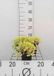 GRDplanten Groendecor Tuinarchitectuur 6x Sedum acre 'Elegans'