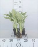 GRDplanten Groendecor Tuinarchitectuur 6x Hartlelie - Hosta hybr. 'Francee' | 9x9 cm pot