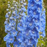 Arborix Delphinium 6 x Delphinium 'Summer Skies' - Ridderspoor pot 9x9cm - Blauwe bloemen, rechtopstaand