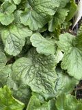 GRDplanten Groendecor Tuinarchitectuur 6x Mijterloof - Tellima grandiflora | 9x9 cm pot