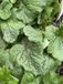 GRDplanten Groendecor Tuinarchitectuur 6x Mijterloof - Tellima grandiflora | 9x9 cm pot