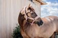 Kentucky Teddy Fleece Halster Oud Roze - Full