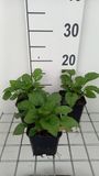 GRDplanten Groendecor Tuinarchitectuur 6x Zonnehoed - Rudbeckia triloba 'Prairie Glow' | 9x9 cm pot