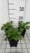 GRDplanten Groendecor Tuinarchitectuur 6x Zonnehoed - Rudbeckia triloba 'Prairie Glow' | 9x9 cm pot