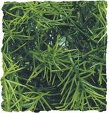 Zoo Med Cashuarina kunstplant voor terraria | decoratieve schuilplant Large