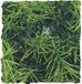 Zoo Med Cashuarina kunstplant voor terraria | decoratieve schuilplant Large