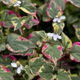 Arborix Houttuynia 6 x Houttuynia Cordata 'Chameleon' - Leidsplantje pot 9x9cm