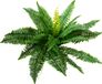 EUROPALMS Boston Farn, Kunstpflanze, 53cm