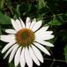 Echinacea Purpurea 6 x Echinacea Purpurea 'White Swan' - Chapeau de soleil pot 9x9cm