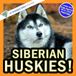 Siberian Huskies!: A My Incredible World Picture Book for Children
