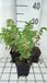 GRDplanten Groendecor Tuinarchitectuur 6x Sanguisorba - Sanguisorba off. 'Arnhem' | 9x9 cm pot