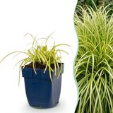 Plantenboetiek.nl | Carex oshimensis Evergold - Japanse Zegge - Groenblijvend - Geel-Groen - 6 Planten - Ø11cm - 15-25cm hoog - Tuinplant