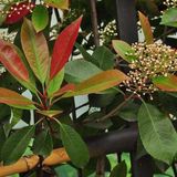 Arborix 3 x Photinia Fraseri 'Red Robin' - Glansmispel 40 - 60 cm in pot