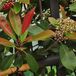 Arborix 3 x Photinia Fraseri 'Red Robin' - Glansmispel 40 - 60 cm in pot