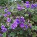 Arborix Geranium 6 x Geranium Himalayense 'Plenum' - Ooievaarsbek pot 9x9cm