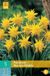 jub Bol 5 Narcissus Rip van Winkle bloembollen