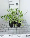 GRDplanten Groendecor Tuinarchitectuur 12x Groene Vinca - Vinca major 'Variegata' ('elegantissima') | 9x9 cm pot