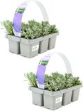 Merkloos / Sans marque Lavendel - Lavandula angustifolia 'Hidcote' - 12 planten