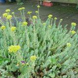 Arborix Bol 6 x Sedum Reflexum - Tripmadam pot 9x9cm