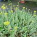 Arborix Bol 6 x Sedum Reflexum - Tripmadam pot 9x9cm